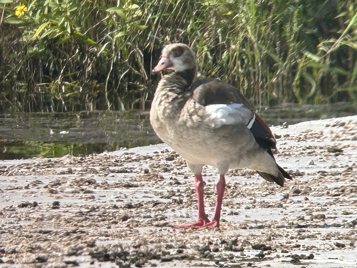 Egyptian Goose - ML642019507