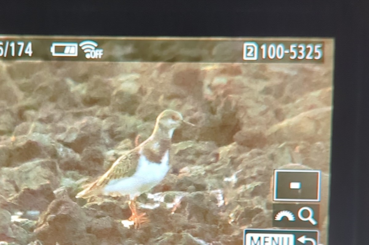 Ruddy Turnstone - ML642019512