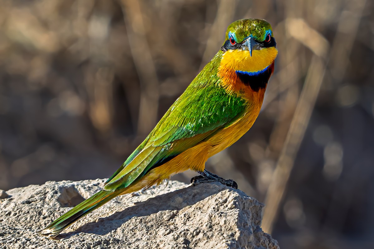 Little Bee-eater - ML642019541
