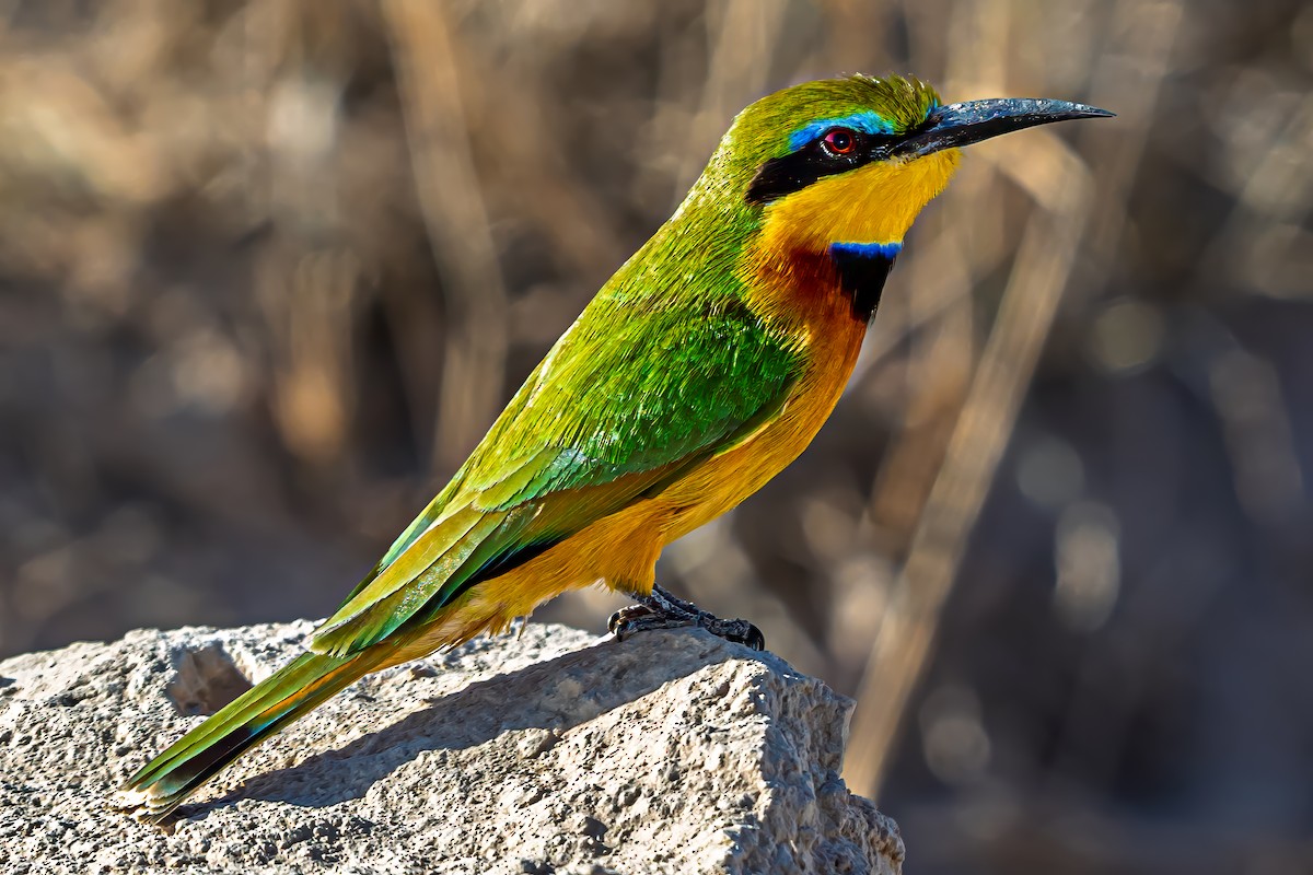 Little Bee-eater - ML642019542