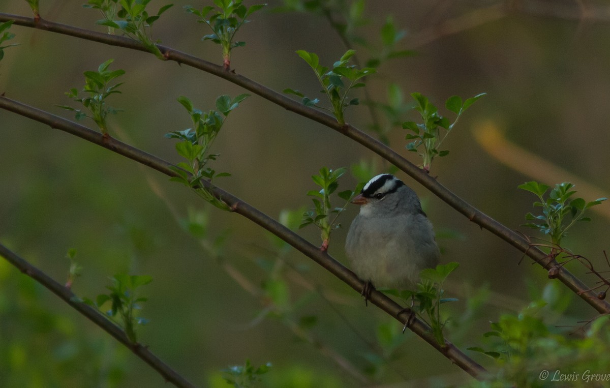 White-crowned Sparrow - ML642019557