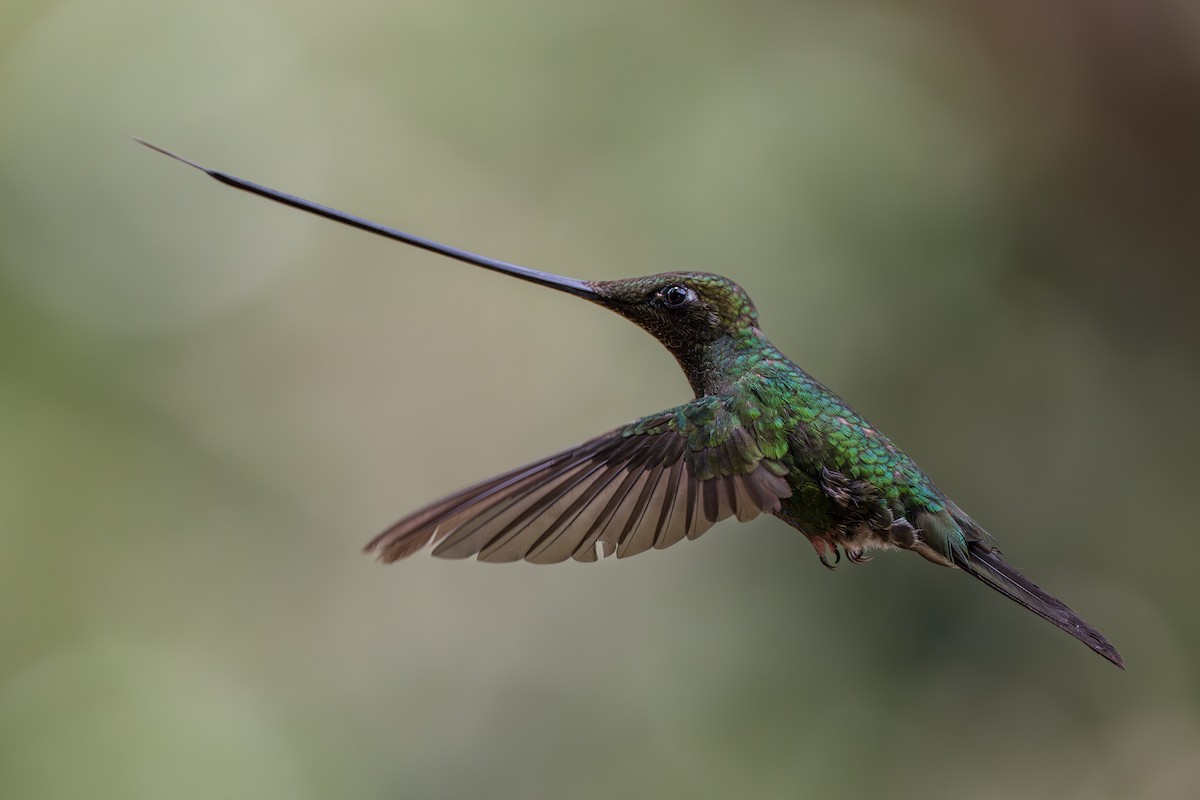 Sword-billed Hummingbird - ML642019562