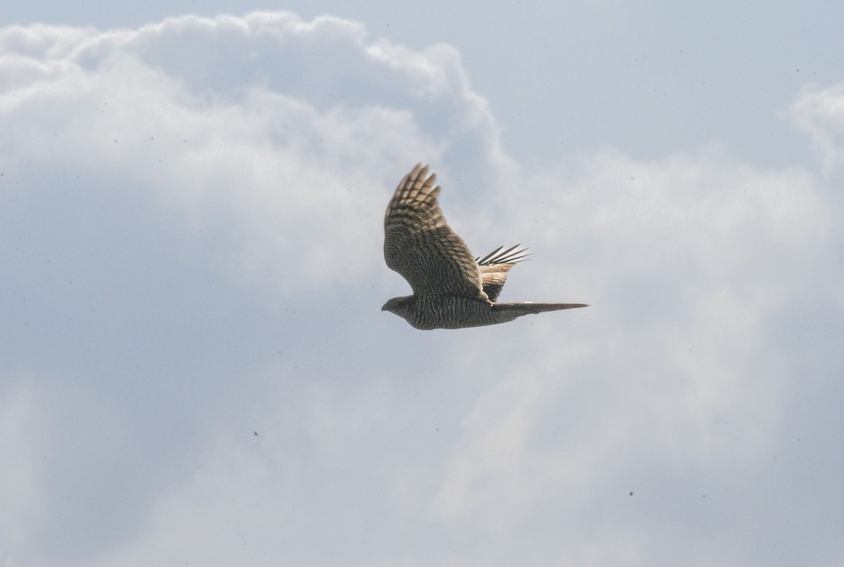 Aztore eurasiarra - ML642019586