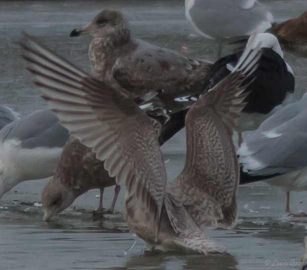 Iceland Gull (Thayer's) - ML642019589