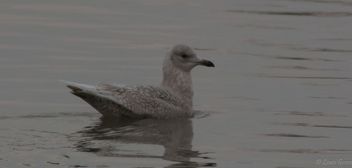 racek polární (ssp. kumlieni/glaucoides) - ML642019612