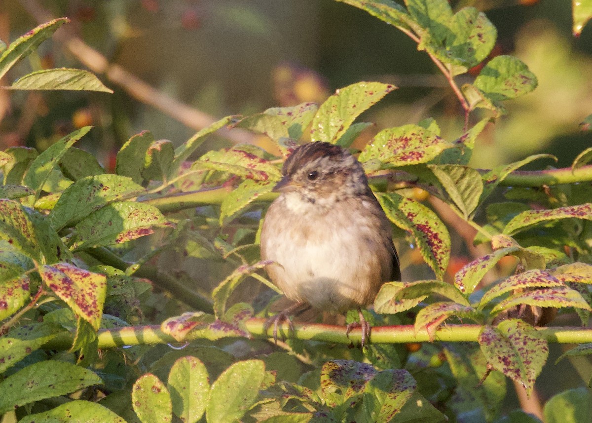 Swamp Sparrow - ML642019638