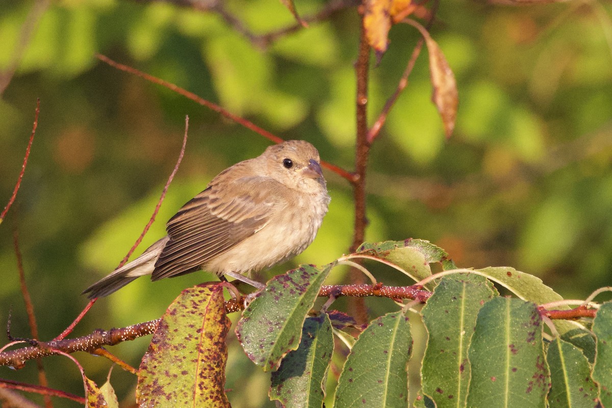 Indigo Bunting - ML642019658