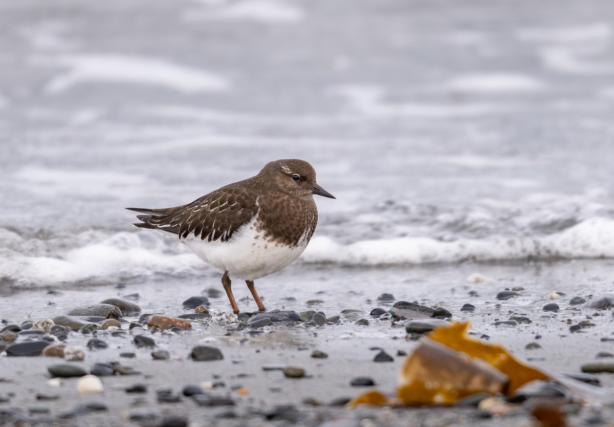 kamenáček černohlavý - ML642019675
