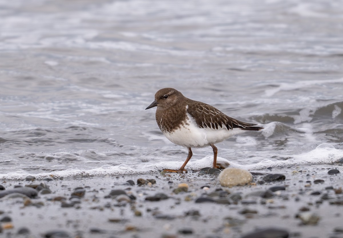 kamenáček černohlavý - ML642019685