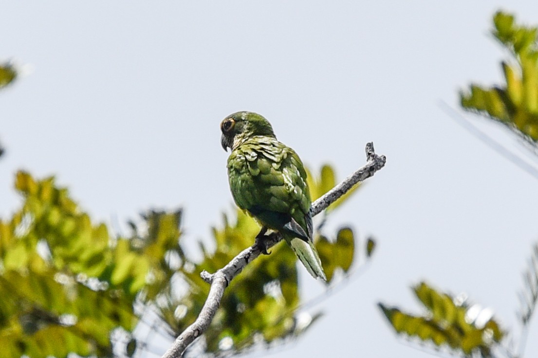 Peach-fronted Parakeet - ML642019693