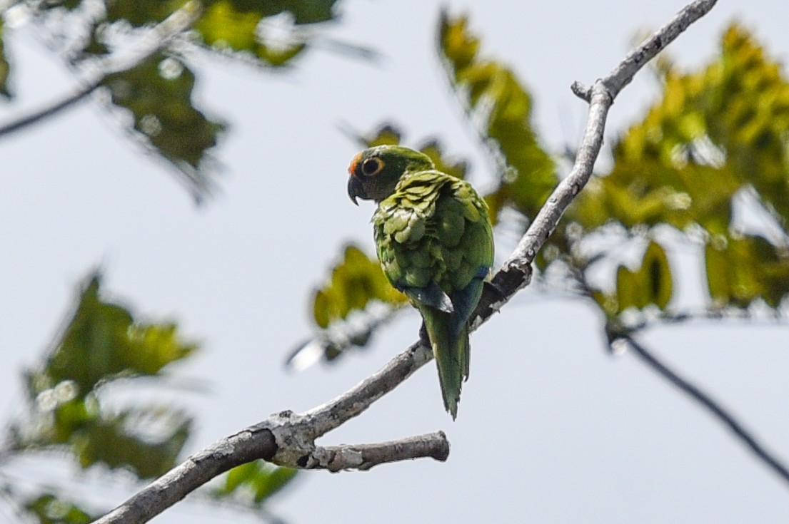 Peach-fronted Parakeet - ML642019694