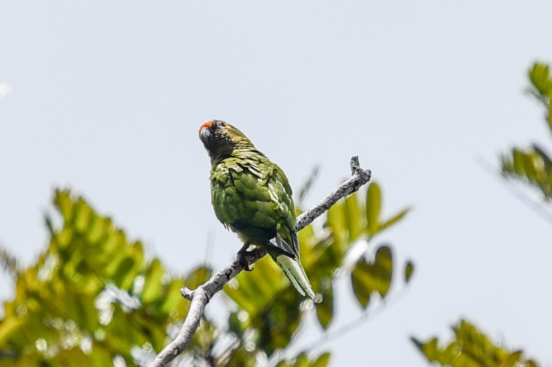 Peach-fronted Parakeet - ML642019695