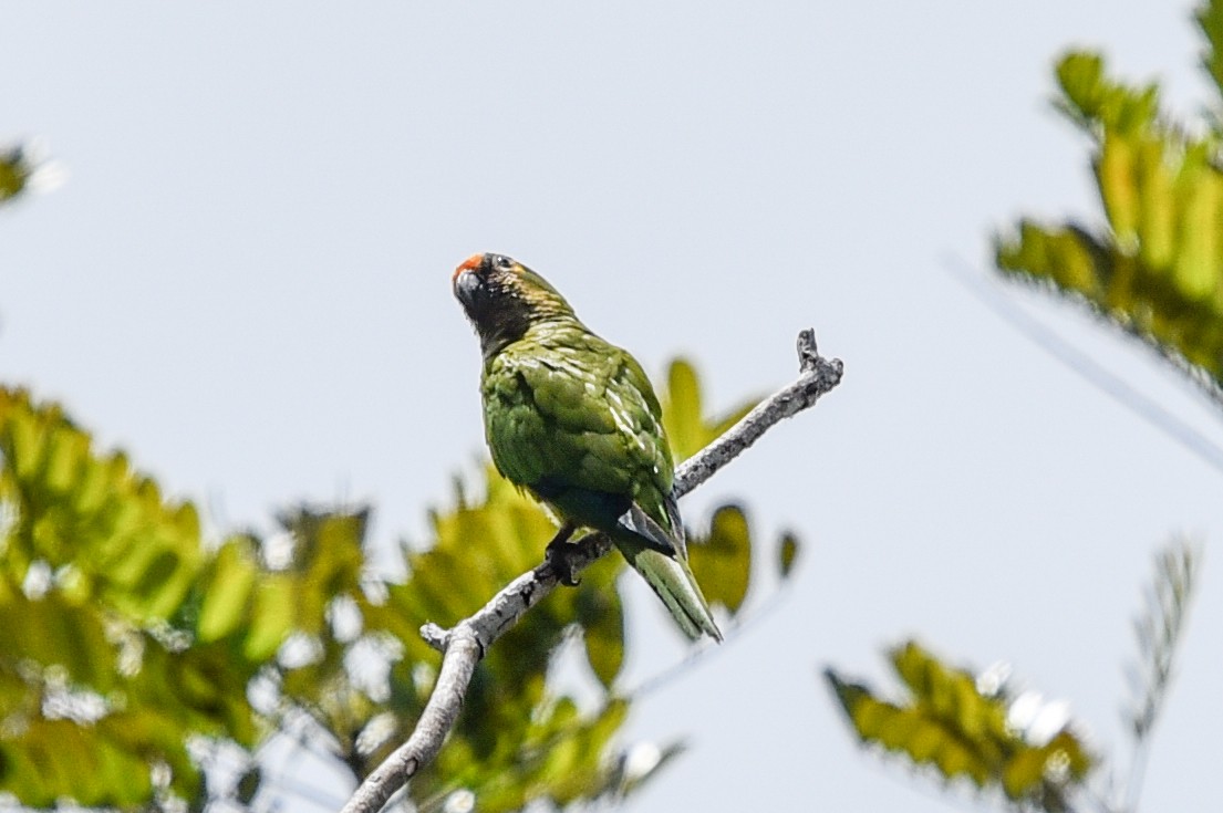 Peach-fronted Parakeet - ML642019696