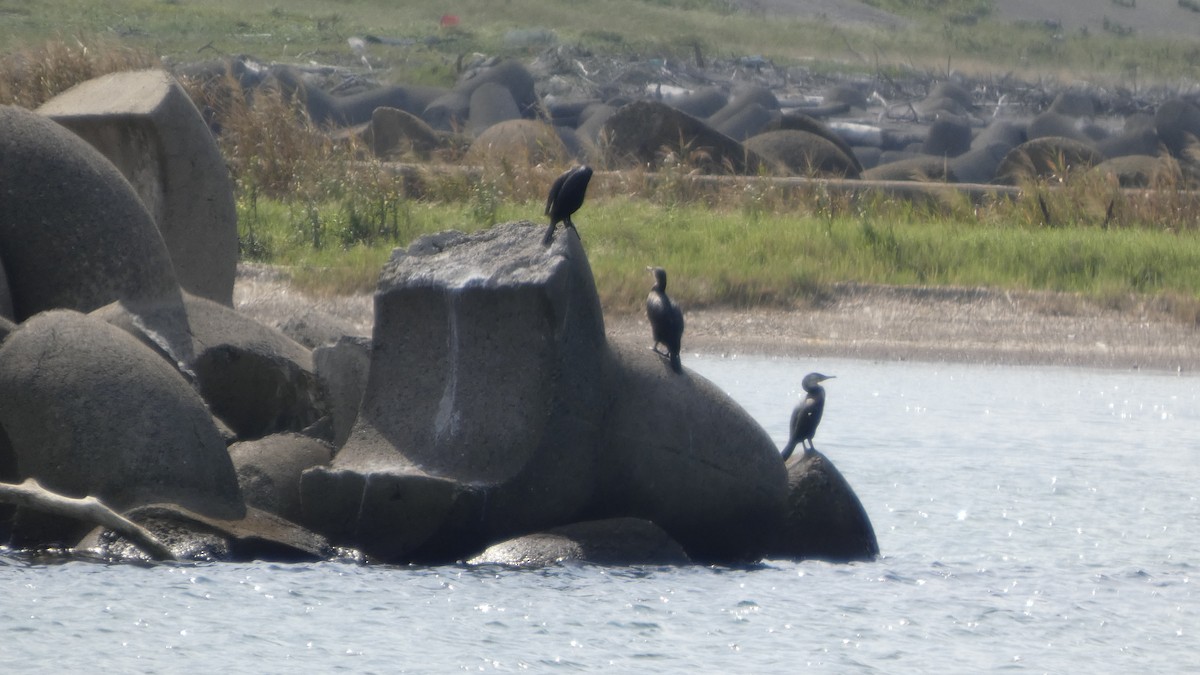 Japanese Cormorant - ML642019697