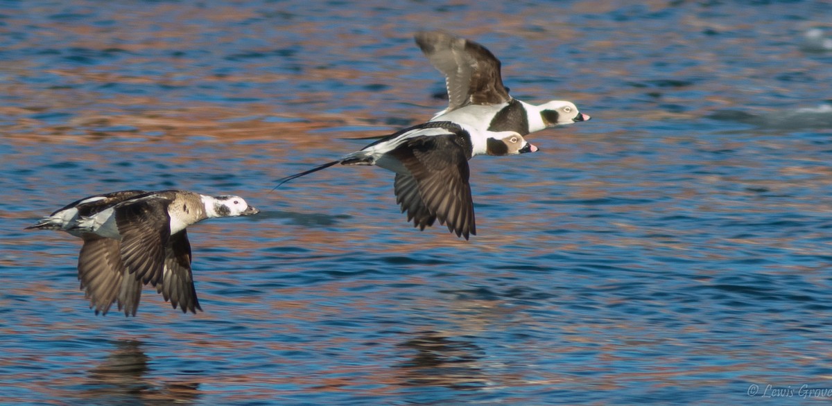 長尾鴨 - ML642019704