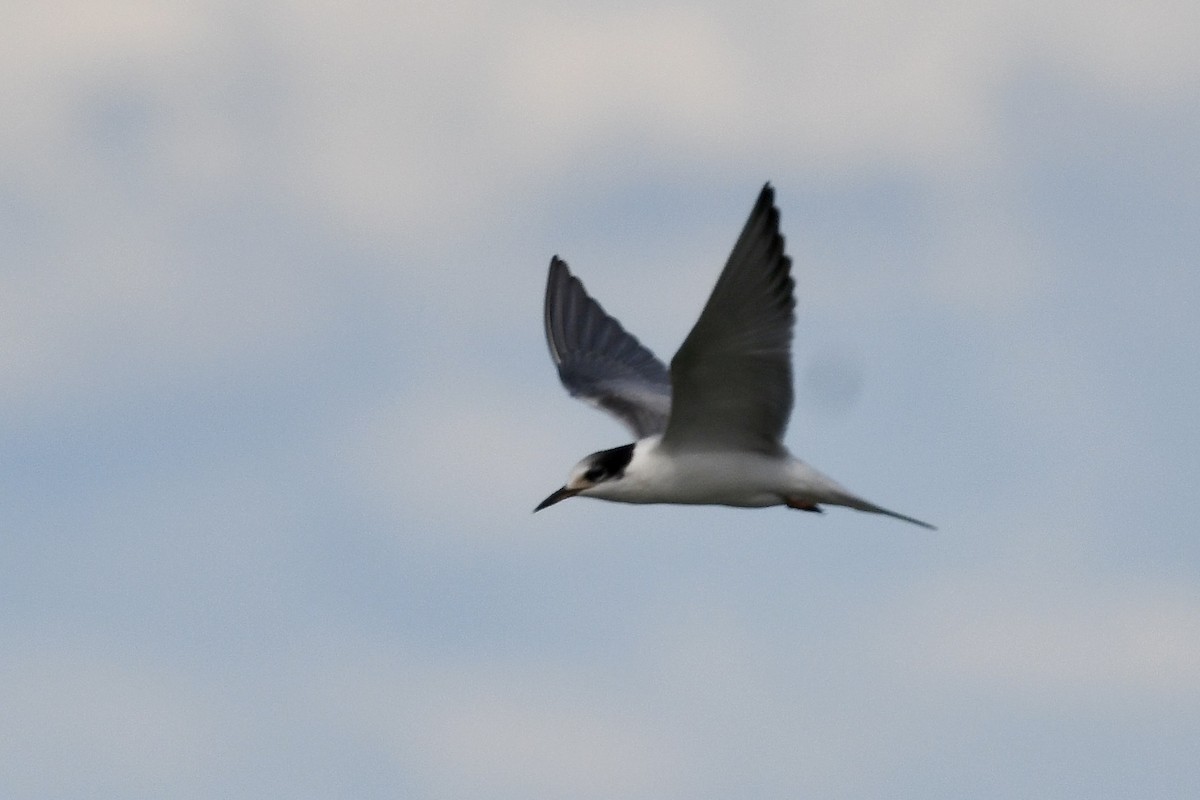 Common Tern - ML642019706
