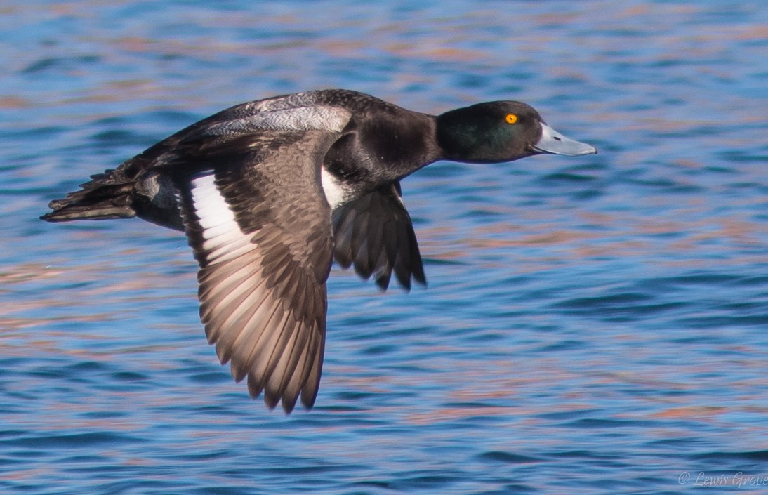 Greater Scaup - ML642019707
