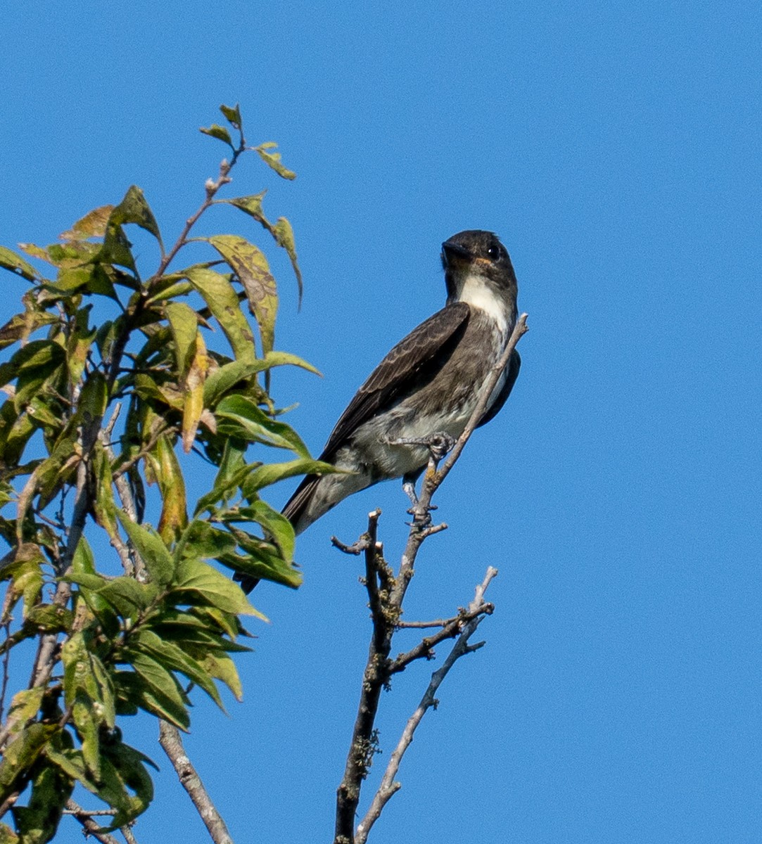tyranovec severský - ML642019713