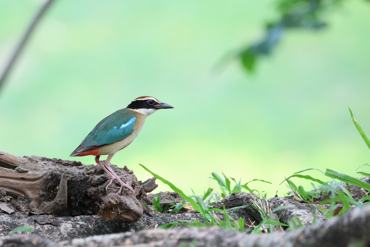 Fairy Pitta - ML642019739