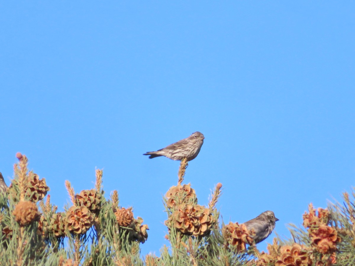 Cassin's Finch - ML642019743