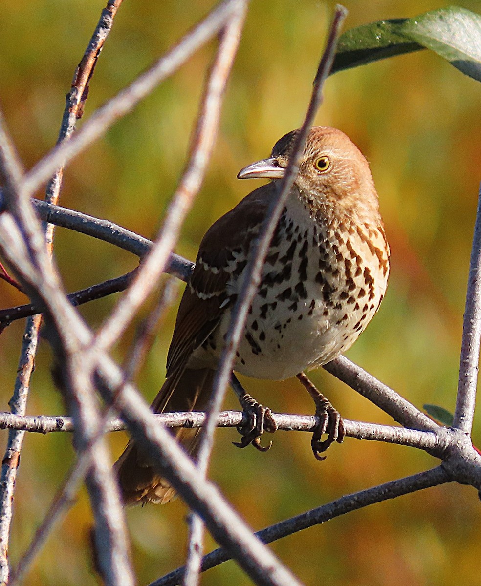 Brown Thrasher - ML642019744
