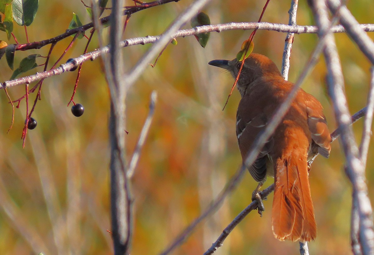 Brown Thrasher - ML642019750
