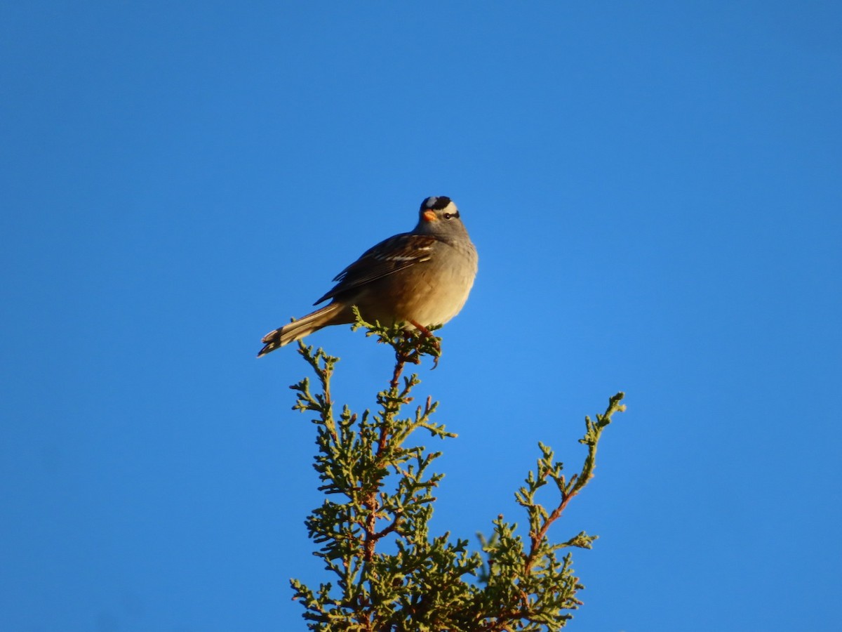 White-crowned Sparrow - ML642019780