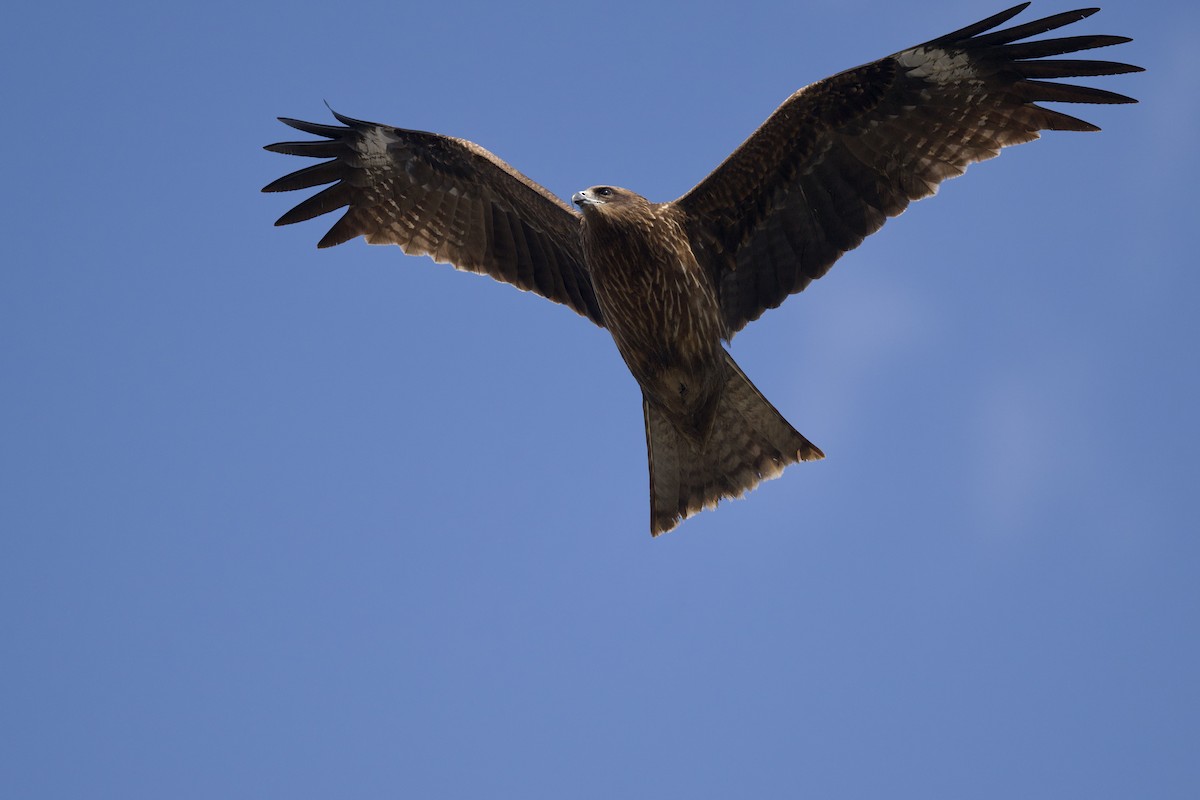 Black Kite - ML642019787