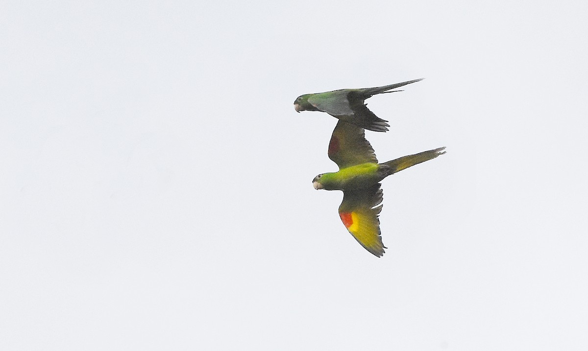 Aratinga Ojiblanca - ML642019793