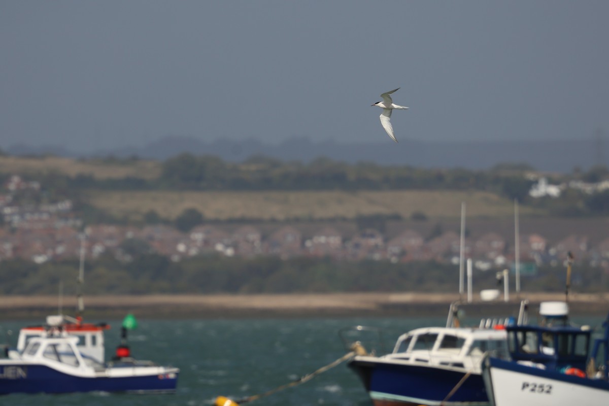 Common Tern - ML642019799