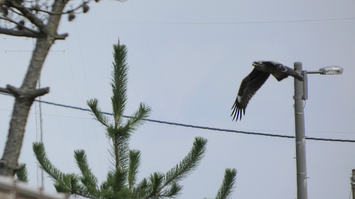 Black Kite - ML642019801