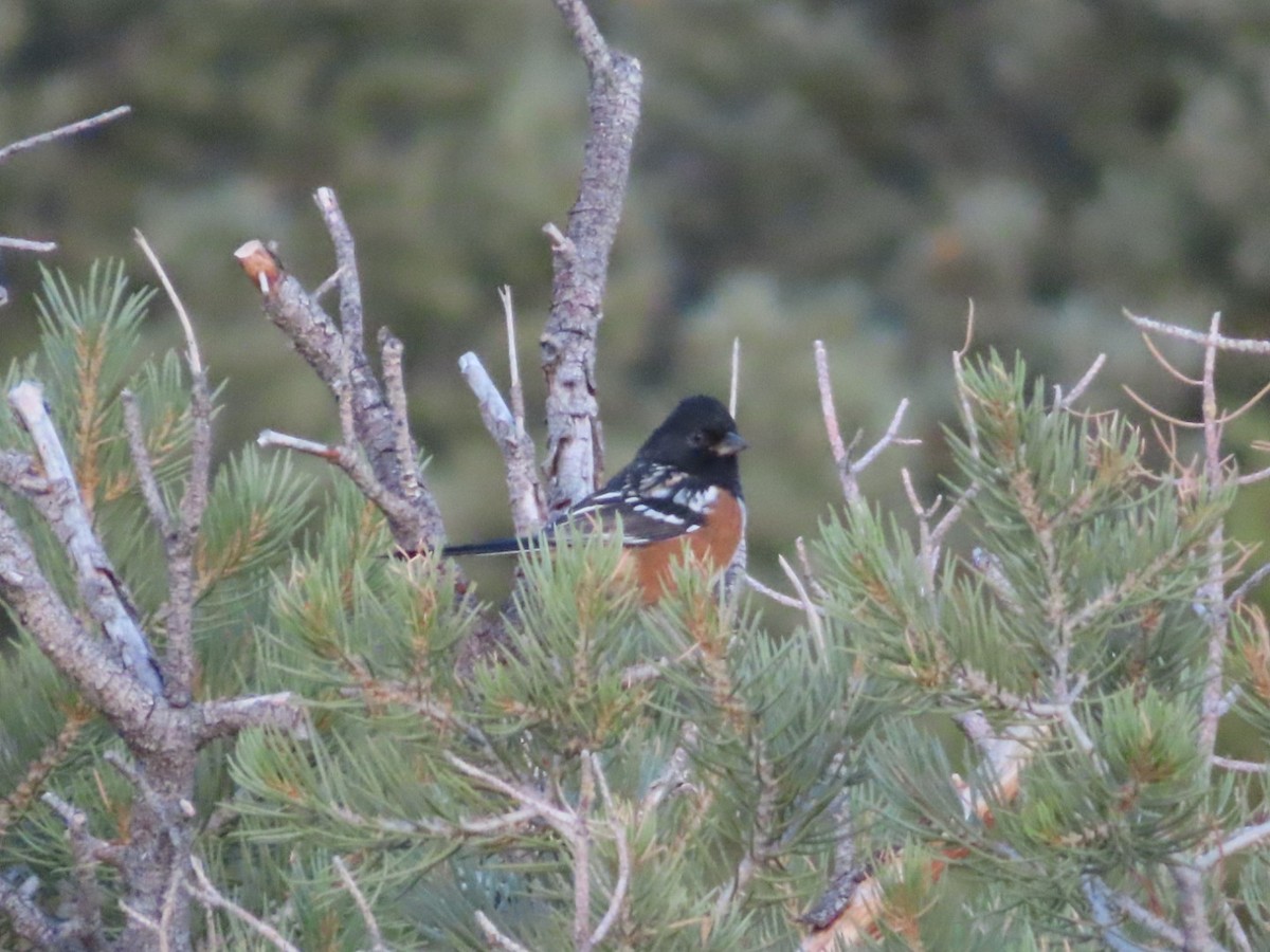 Spotted Towhee - ML642019808