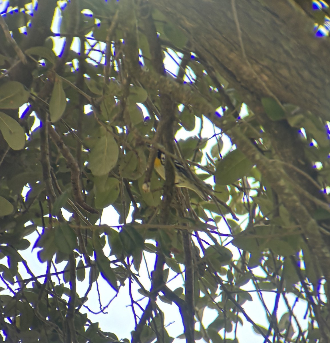 Yellow-throated Warbler - ML642019809
