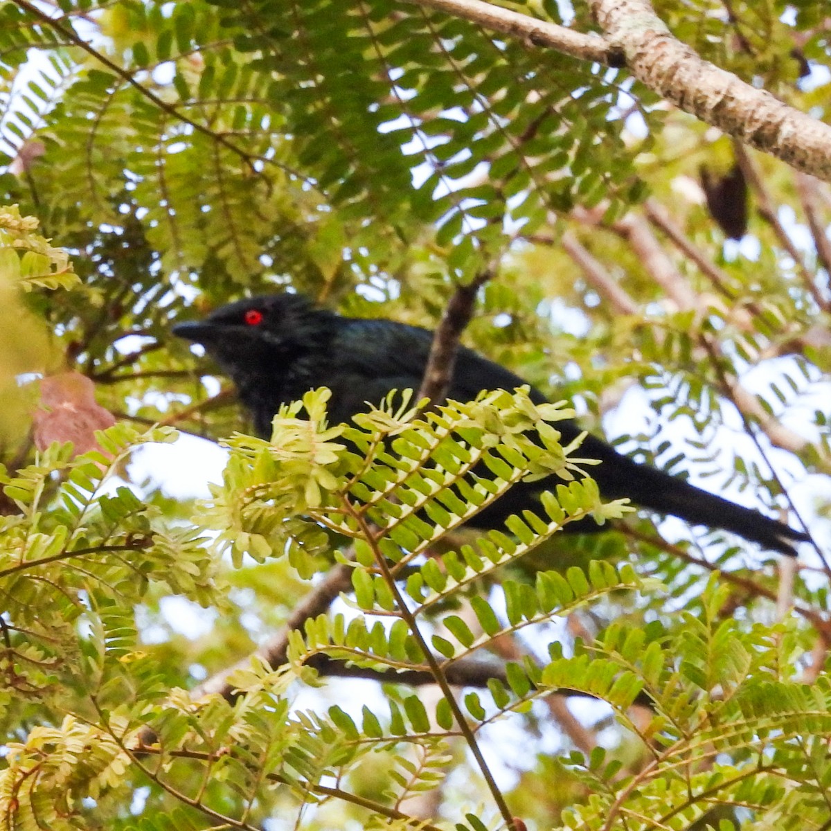Metallic Starling - ML642019823
