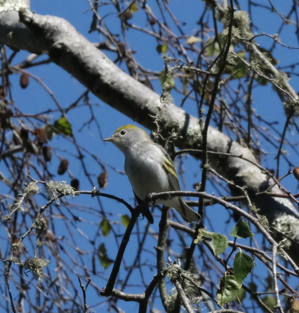 Chestnut-sided Warbler - ML642019830