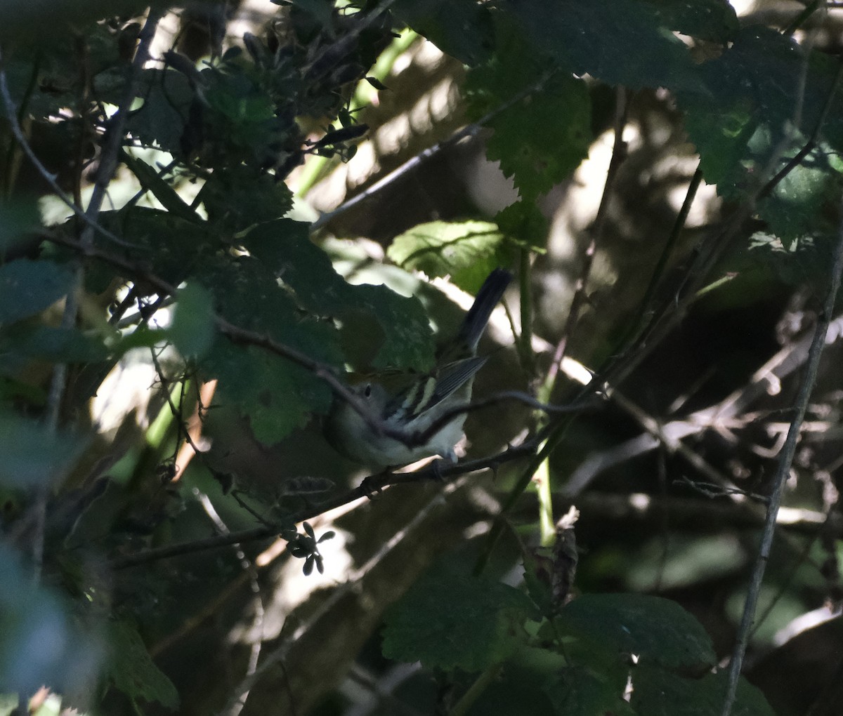 Chestnut-sided Warbler - ML642019831