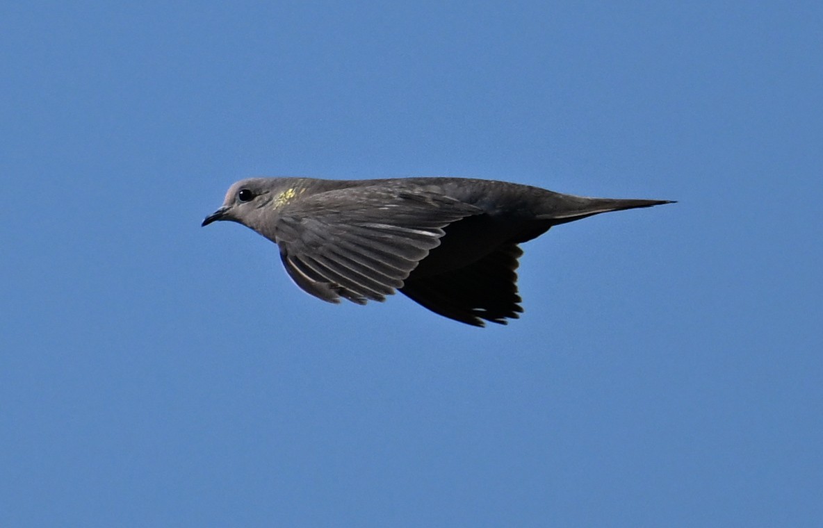 Eared Dove - ML642019839
