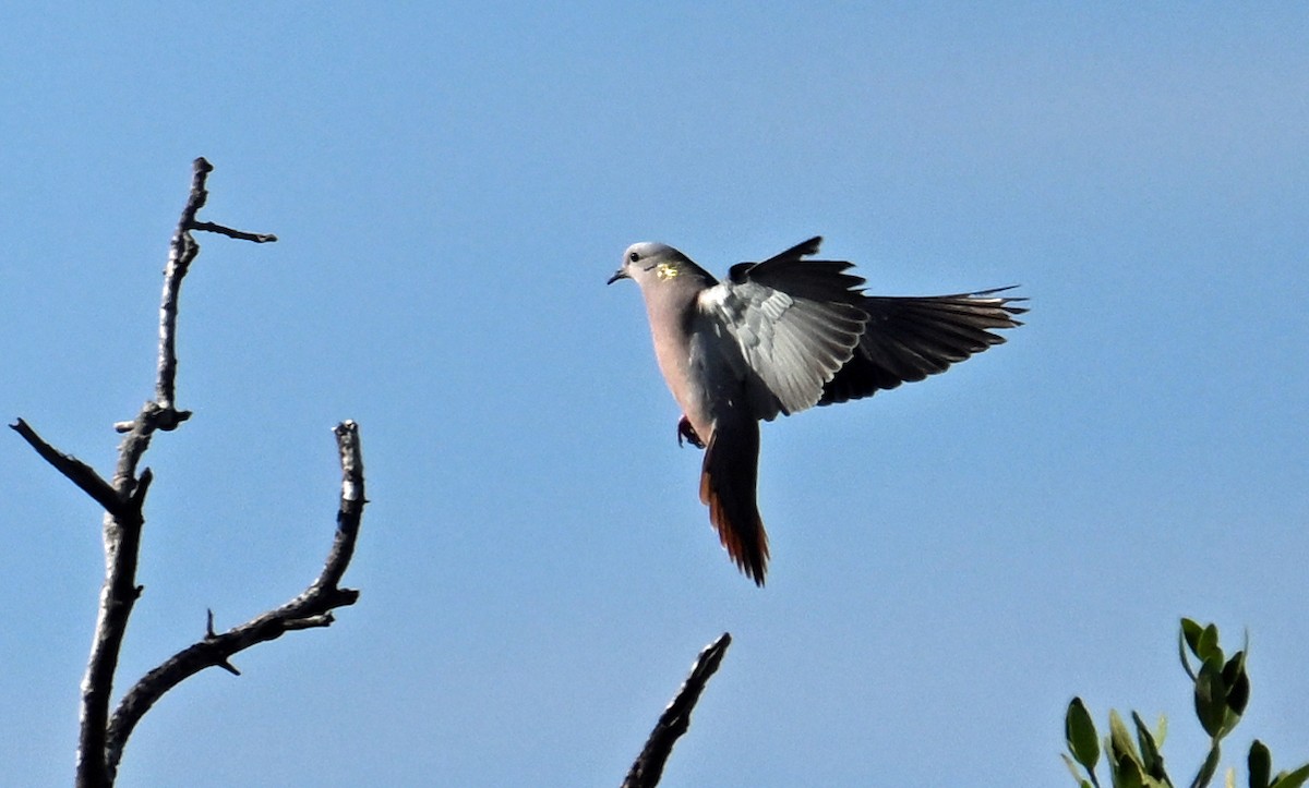 Eared Dove - ML642019840
