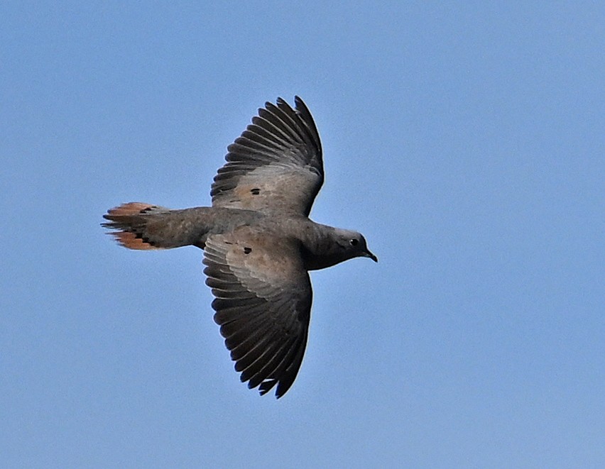 Eared Dove - ML642019841