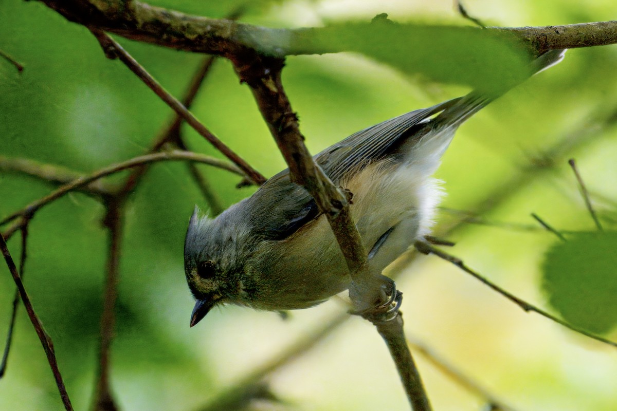 Tufted Titmouse - ML642019845
