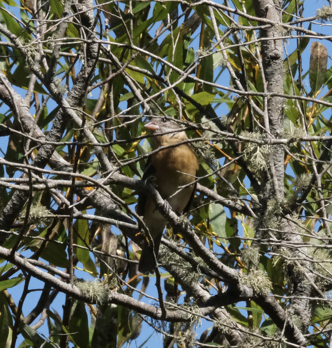 Rose-breasted/Black-headed Grosbeak - ML642019872