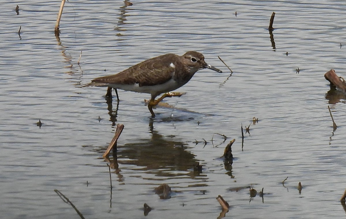 Common Sandpiper - ML642019873