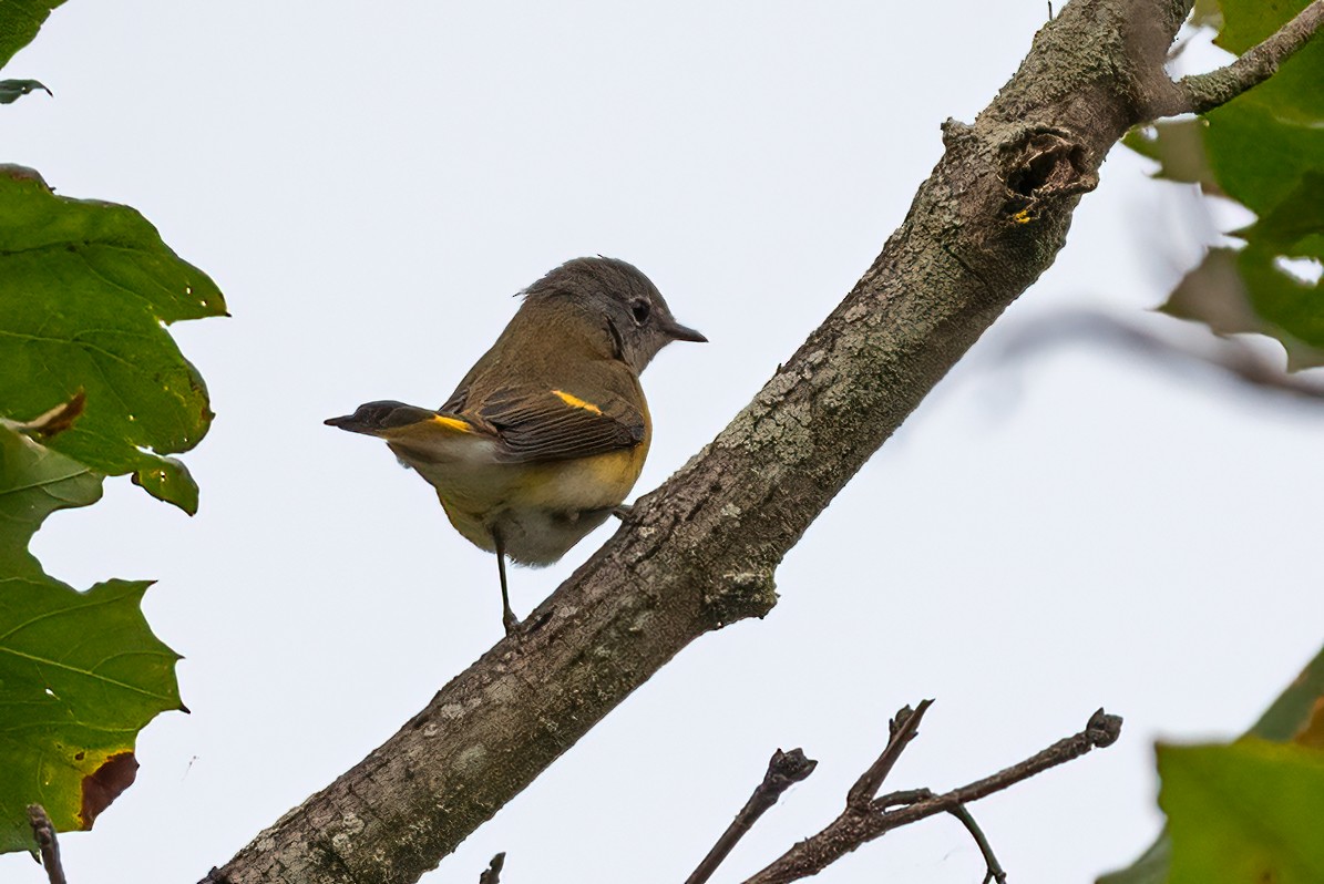 American Redstart - ML642019878