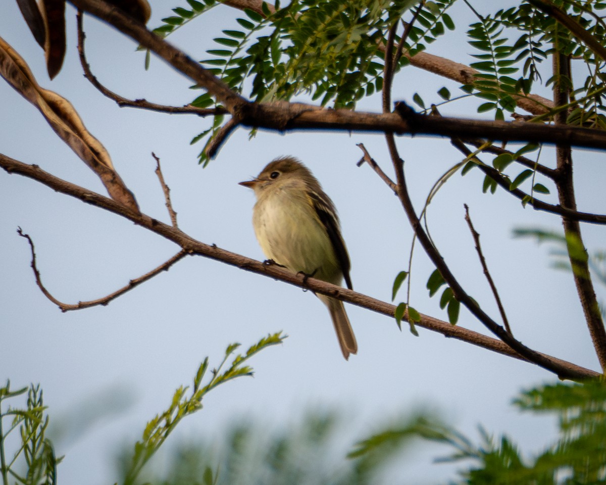 Least Flycatcher - ML642019922