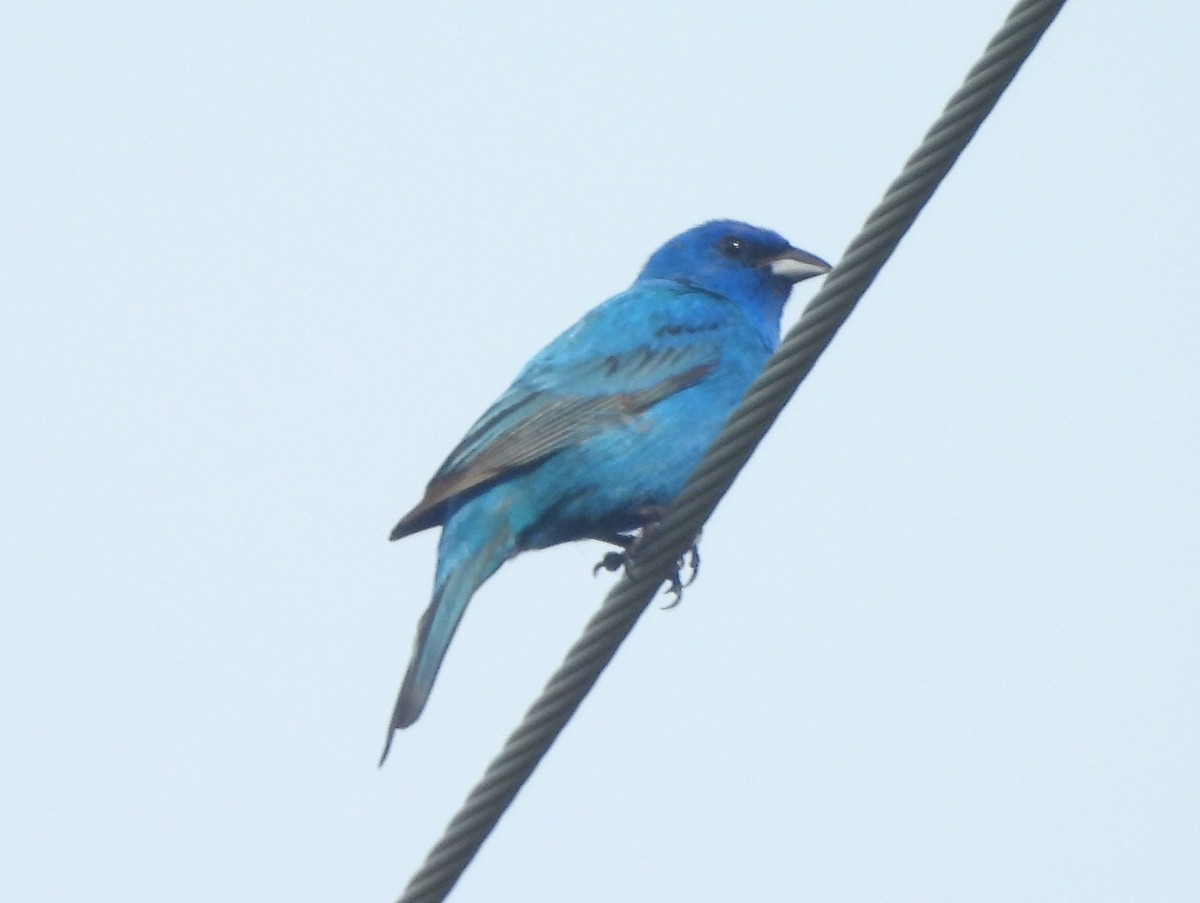 Passerin indigo - ML642019923