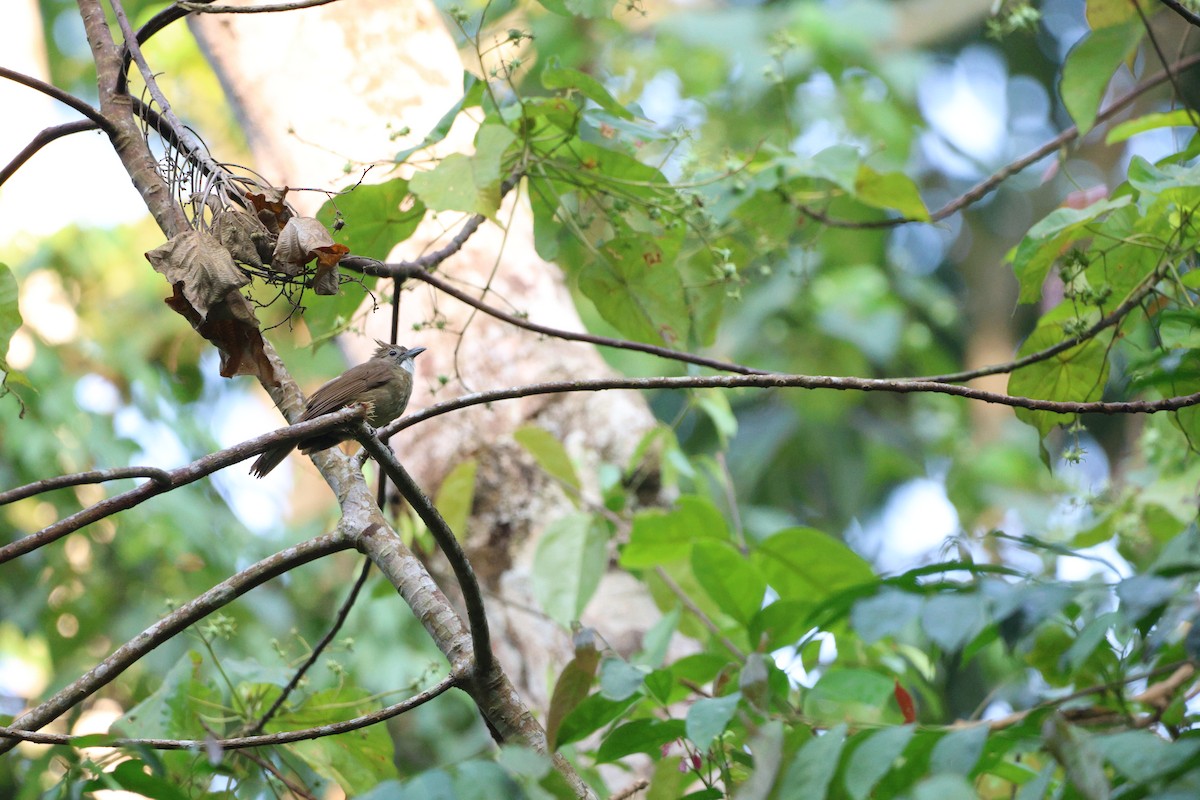 Ochraceous Bulbul - ML642019924