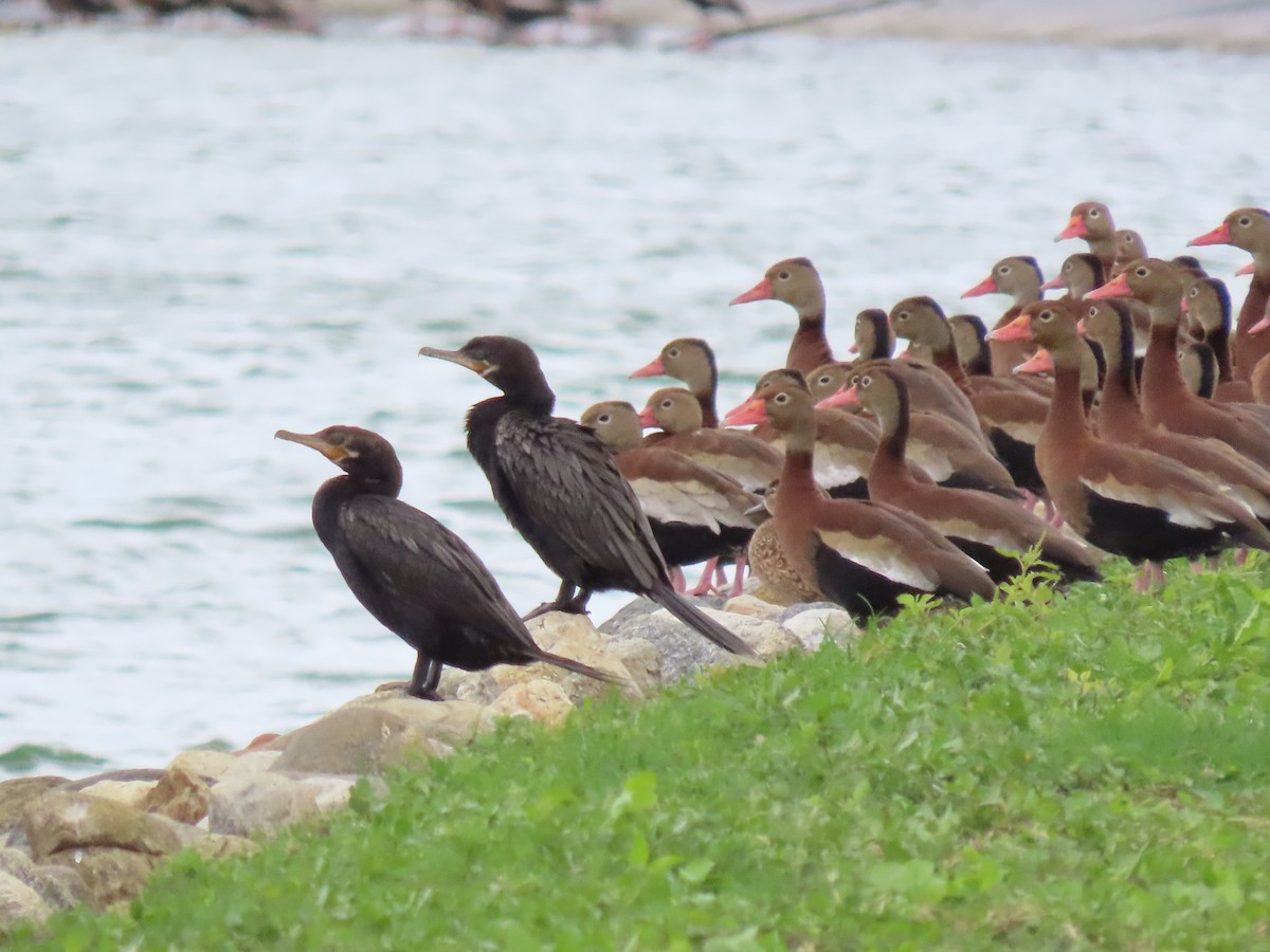 Neotropic Cormorant - ML642019929