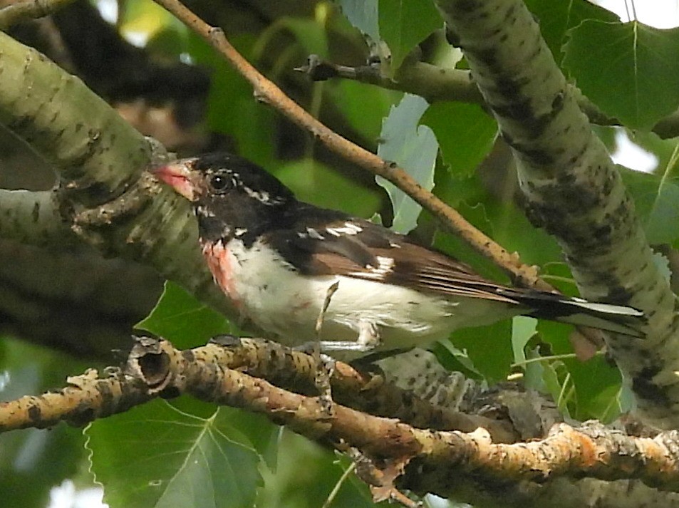 Rose-breasted Grosbeak - ML642019932
