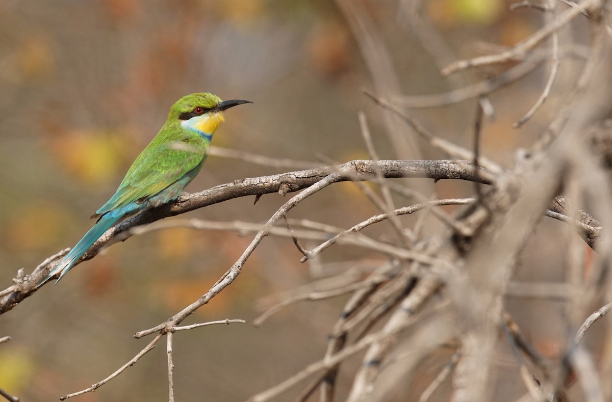 Swallow-tailed Bee-eater - ML642019935