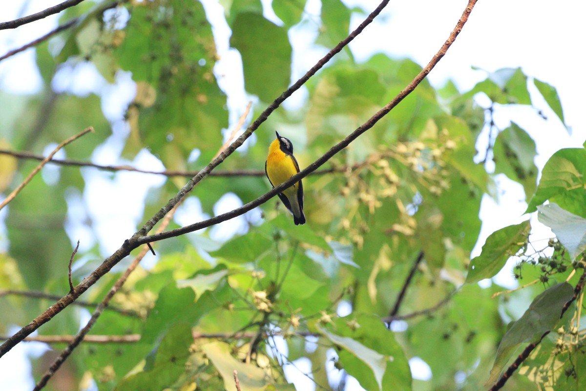 Yellow-rumped Flycatcher - ML642019936